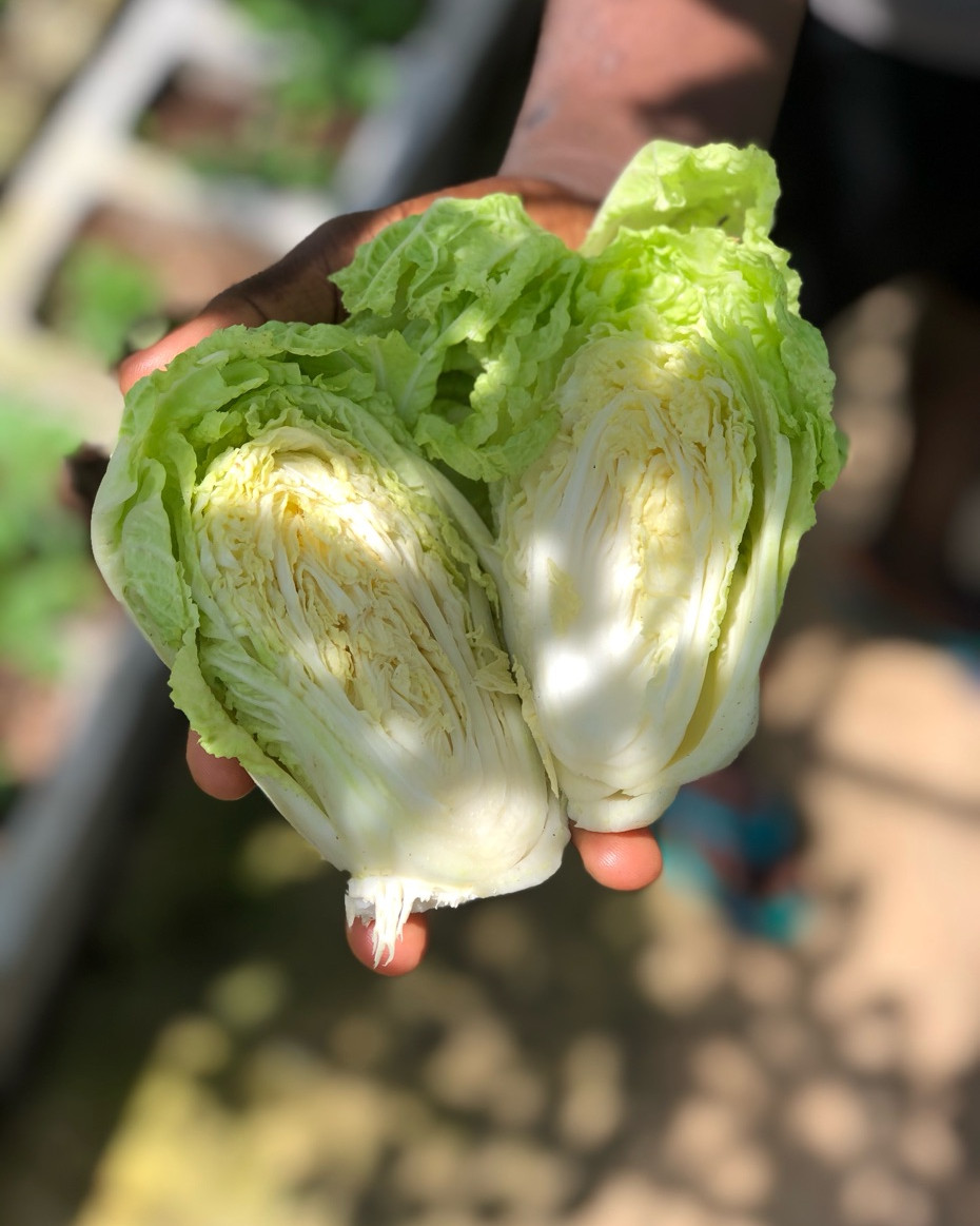 Napa Cabbage - Head Approx. 1kg -1.5kg